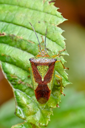 Hawthorn Shield Bug