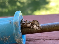 Autographa californica