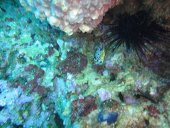 Enchelycore pardalis