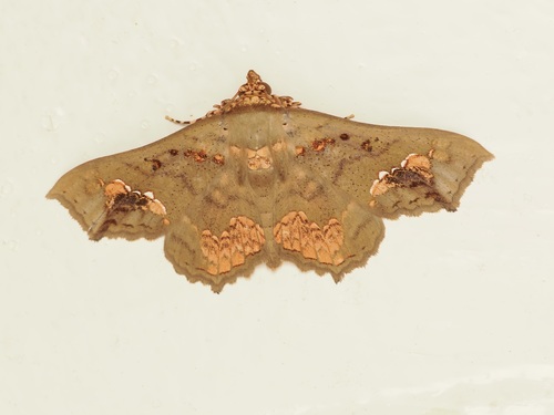 Eriocera observed 2026-10-18