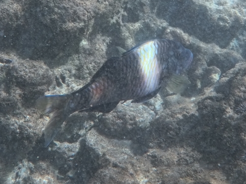 Parupeneus multifasciatus observed 2026-10-17
