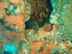Gymnothorax breedeni