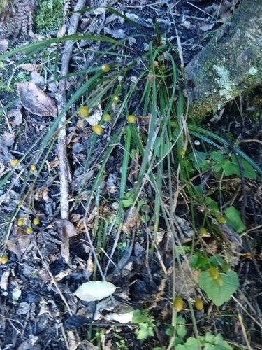 Libertia ixioides observed 2026-10-18