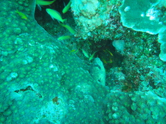Gymnothorax breedeni