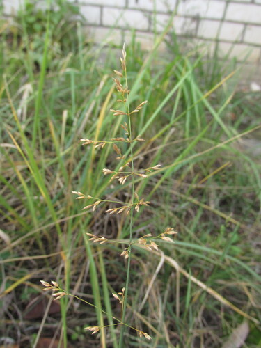 Poa palustris, 2026-10-17