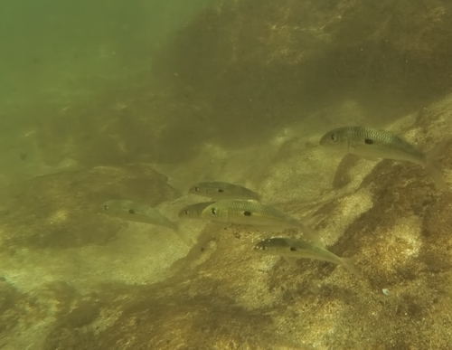 Mulloidichthys flavolineatus observed 2026-10-17