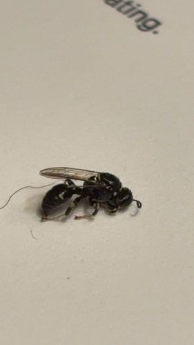 Ochleroptera observed 2026-10-18
