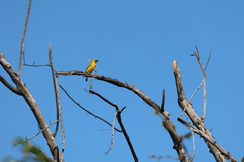 iNaturalist image