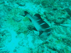 Plectorhinchus playfairi