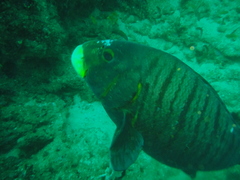 Plectorhinchus plagiodesmus