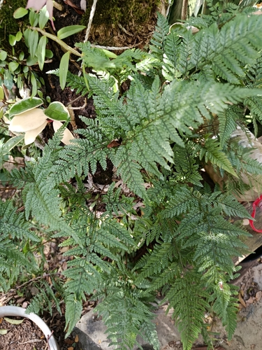 Humata observed 2026-10-18