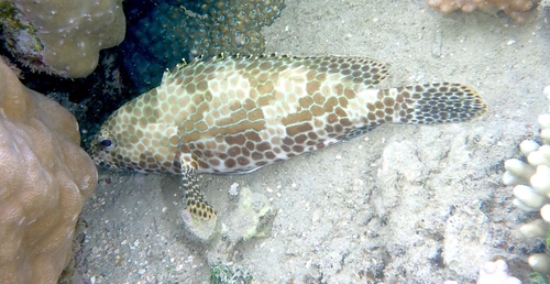 Epinephelus merra observed 2026-10-18