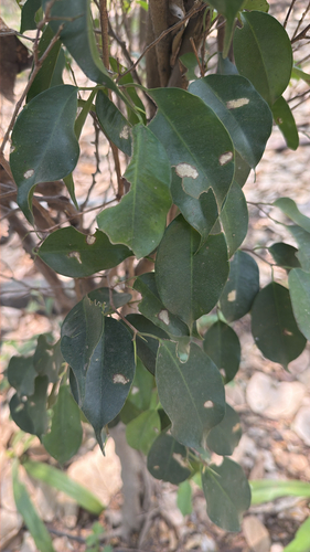 Ficus benjamina observed 2026-10-18
