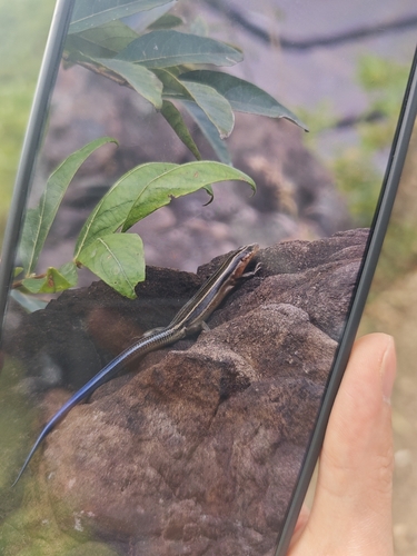 Shanghai Elegant Skink