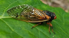 Magicicada cassinii