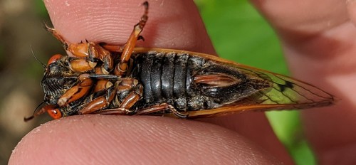 Cassin's 17-year Cicada