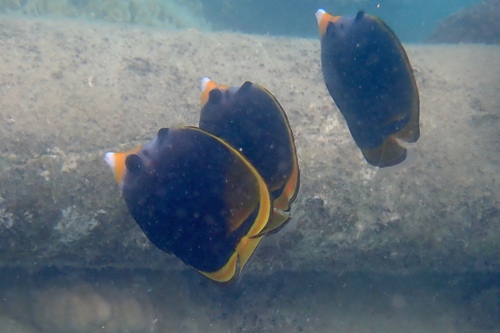 Chaetodon flavirostris observed 2026-10-18