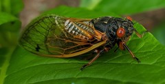 Magicicada cassinii