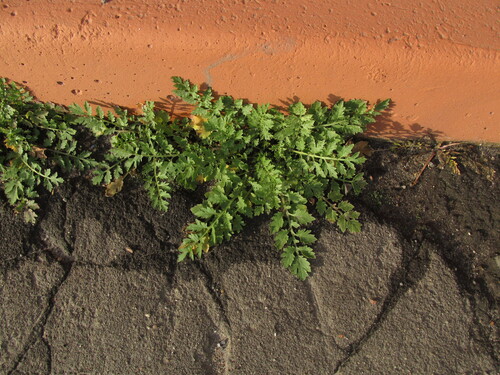 Rorippa sylvestris observed 2026-10-17