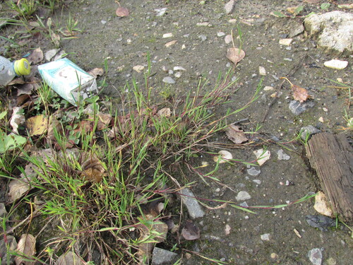 Agrostis stolonifera observed 2026-10-17