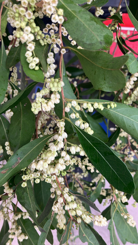 Elaeocarpus obovatus observed 2026-10-18