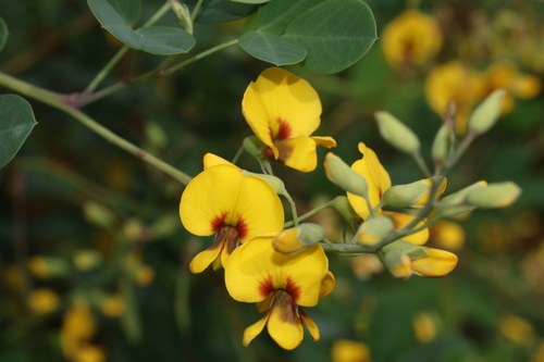 Goodia lotifolia observed 2026-10-15