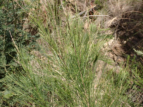 Casuarina cunninghamiana observed 2026-10-08