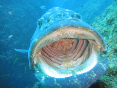 Epinephelus tukula
