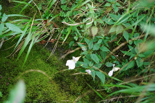 Impatiens uniflora observed 2026-10-17