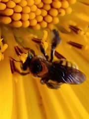 Exomalopsis auropilosa