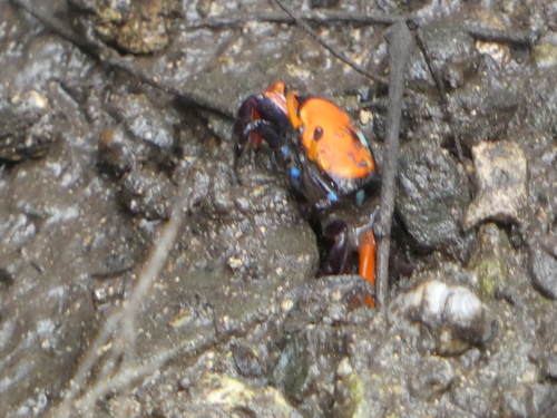 Paraleptuca crassipes observed 2026-10-17