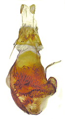 Eupithecia neomexicana