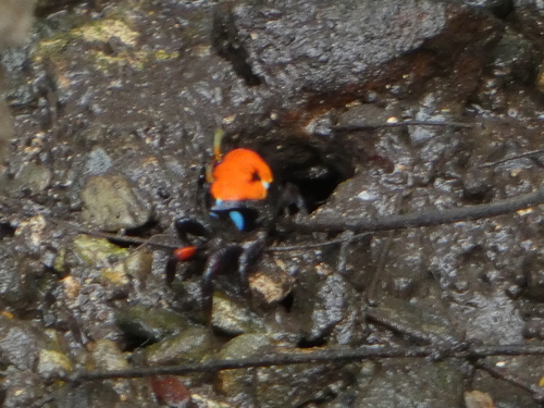Paraleptuca crassipes observed 2026-10-17