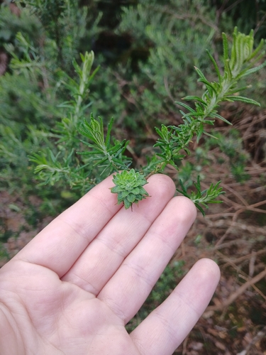 Cassinia aculeata observed 2026-10-18