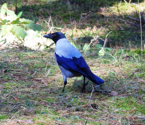Hooded Crow