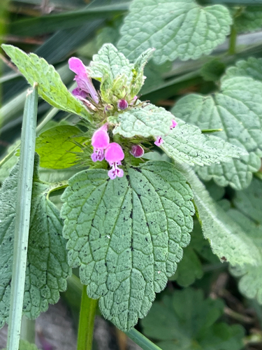 red deadnettle