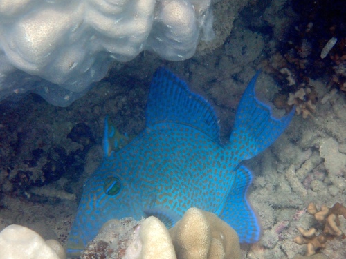 Pseudobalistes fuscus observed 2026-10-18