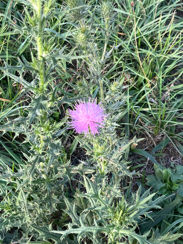 Bull Thistle