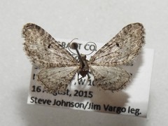 Eupithecia neomexicana