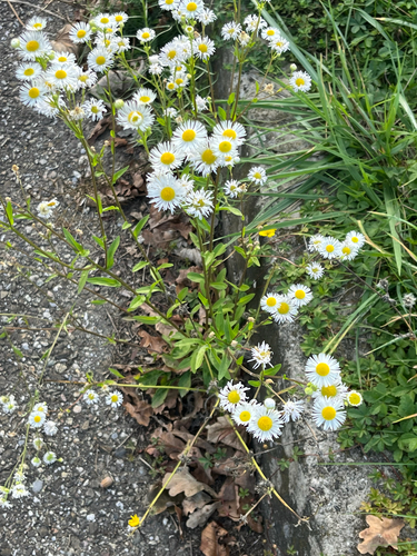 annual fleabane