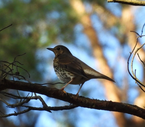 Song Thrush