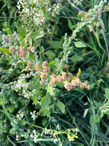 Common Lambsquarters