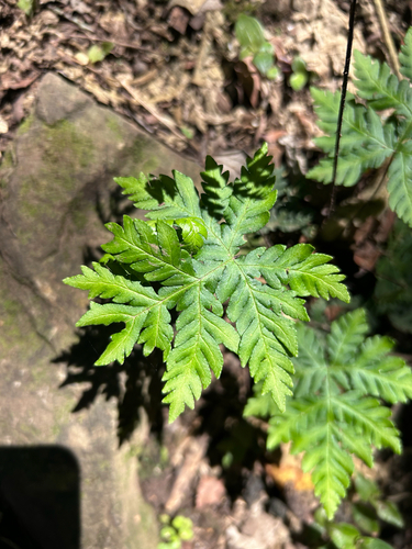 Doryopteris concolor observed 2026-10-02