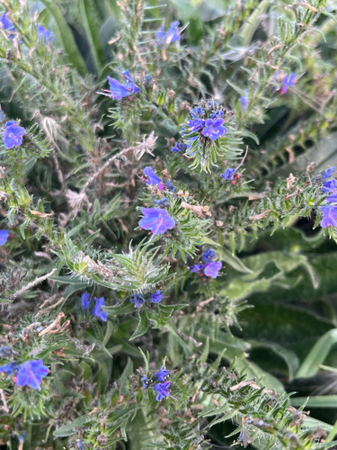 viper's-bugloss
