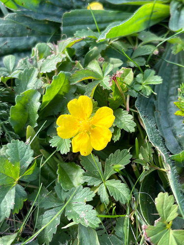 Creeping cinquefoil