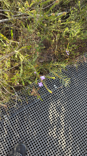 Hemigenia purpurea observed 2026-10-18