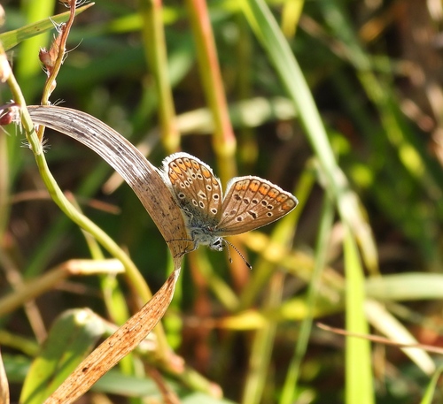 Common Blue