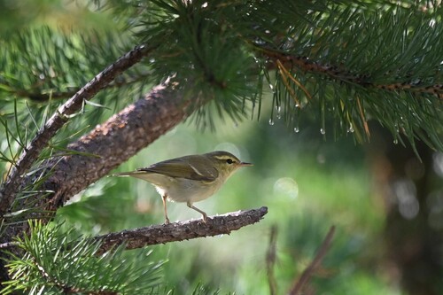 Green Warbler, поляна Чегет, Терскол, Кабардино-Балкарская Респ., Россия, 361605, photo 8 of 10