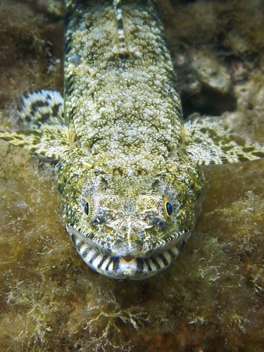 Saurida gracilis observed 2026-10-18