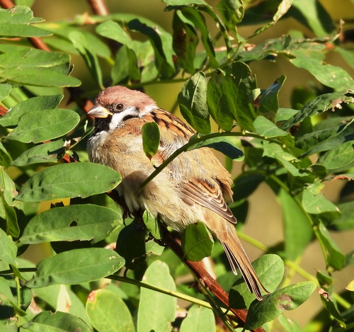 Eurasian Tree Sparrow